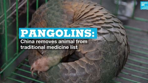 China Removes Pangolins From Traditional Medicine List