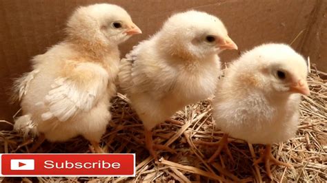 How To Identify Sex Of Baby Chick By Feather Sexing Real Youtube