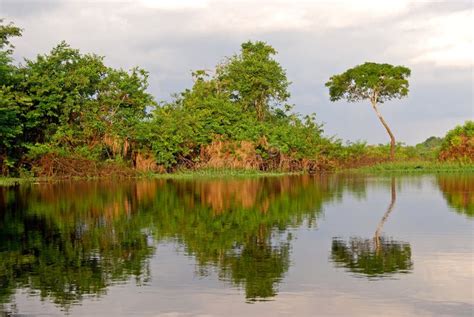 Amazon Rainforest Landscape Along The Shore Of Amazon River Near