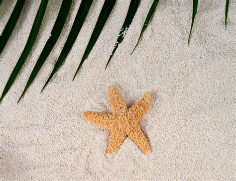 Sea Star With Sand Stock Image Image Of Sand Marine 27842489