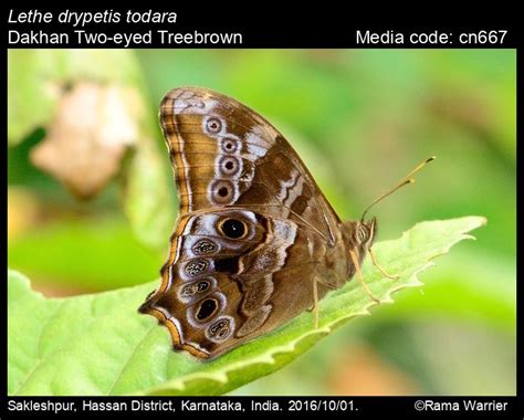 Lethe Drypetis Hewitson Two Eyed Treebrown Butterfly