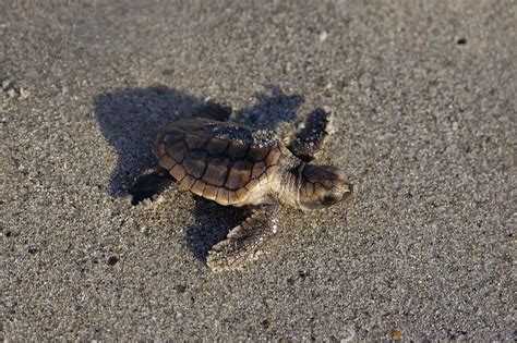 Caretta Caretta Hatchling Loggerhead Sea Turtle Brevard County