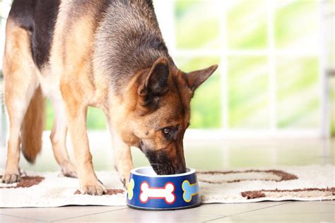 Best Dog Foods For German Shepherds And Puppies 5 Top Rated Dog Foods