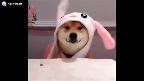 Shiba Dog Hat Pikachu Meme Youtube