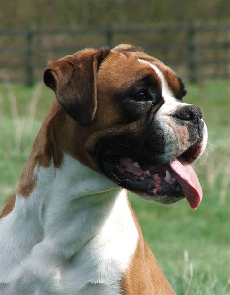 Boxer Dog photos