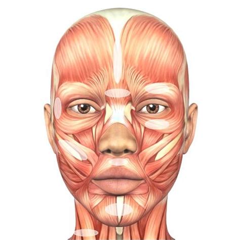 Facial Muscle Chart 7e Wellness