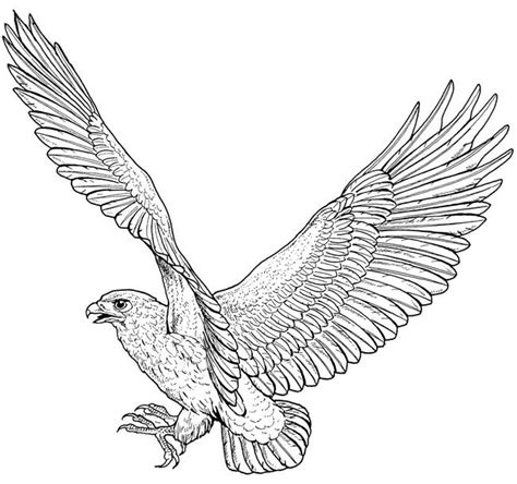 Jet the hawk coloring pages. Welcome to Dover Publications | Bird coloring pages, Hawk ...