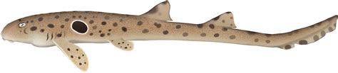 Epaulette Shark Hemiscyllium Ocellatum Marinewise