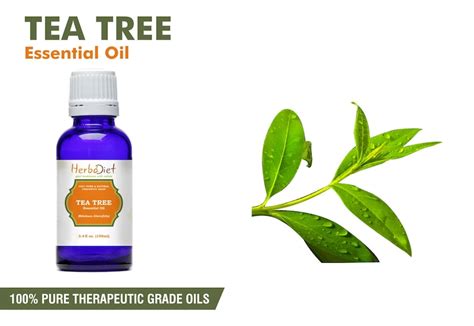Tea Tree Essential Oil Melaleuca Alternifolia 100 Pure Etsy