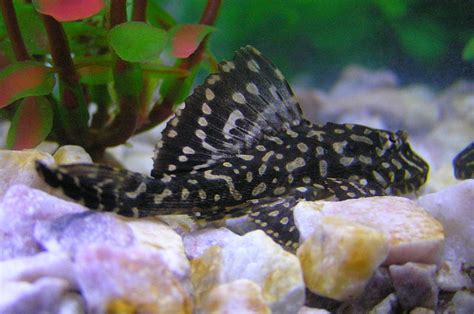 Top 5 Algae Eating Fish For A Freshwater Aquarium Pethelpful
