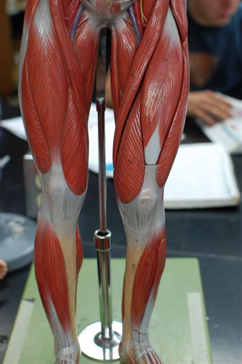 Human Anatomy Lab Muscles Of The Leg