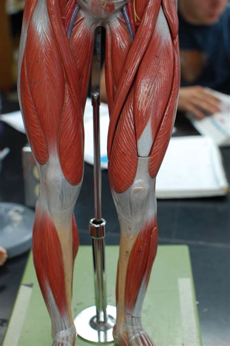 Neuroanatomy Muscular System Anatomy Muscle Anatomy Leg Anatomy The