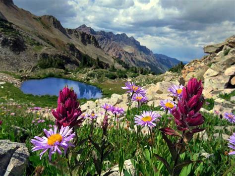 2021 First Place Crested Butte Wildflower Festival