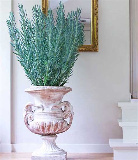 Variegata (variegated string of pearls) | world of succulents. Senecio Aquarine 'Mount Everest': 1A-Zimmerpflanzen online ...