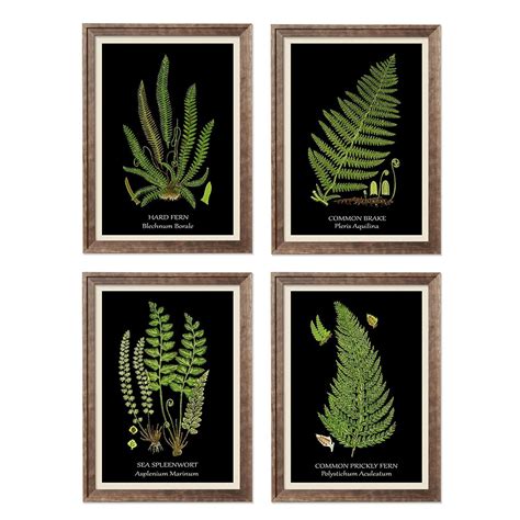 Framed Black Fern Poster Set Fern Print Green Fern Leaf Etsy