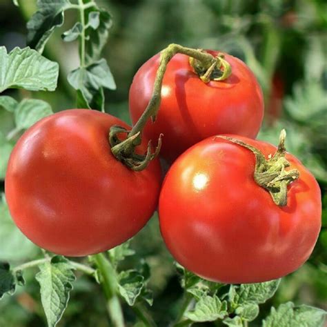 Tomato Homestead Premier Seeds Direct