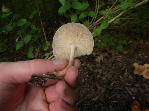 Ohio Assistance Mushroom Hunting And Identification Shroomery
