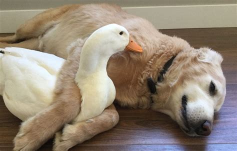 This Surprising Dog And Duck Friendship Shows That Animals Pick Friends