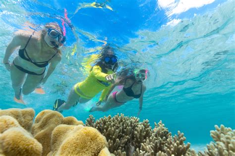 Great Barrier Reef Tours Half Day Cape Tribulation