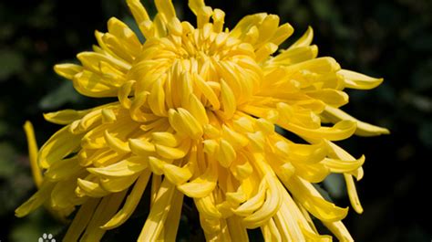 5 Health Benefits Of Chrysanthemum Flower Bo Yi