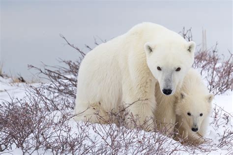 Canadas Annual Gathering Of Polar Bears Is Happening Right Now Photos