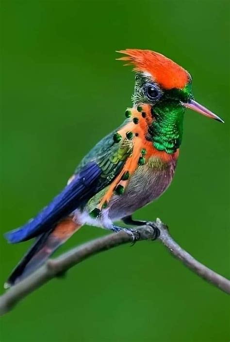 Pin By Greg Simpson On Birds Beautiful Birds Rare Birds Animals