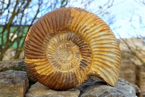 Delivery update for northern ireland. What is a fossil? - UK Fossil Collecting