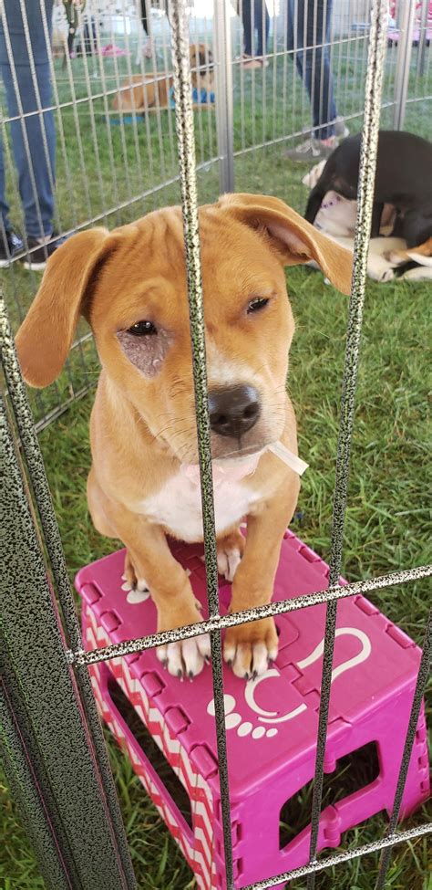Nearly every pet shelter and rescue in the bay area is working together to get homeless pets into good homes in one weekend in one place. At Bay Area Pet Fair and omg over 700 pets were adopted on ...