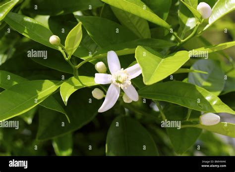 Orange Tree Blossom In Spring Mediterranean Field Stock Photo Alamy