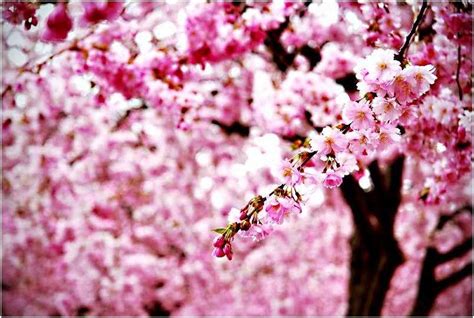 Gambar Wallpaper Bunga Sakura Jepang Cantik 804x540 Download Hd