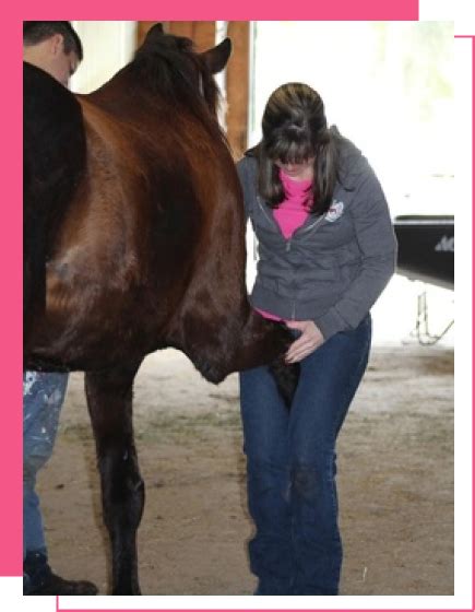 Equine Massage Certification Online Course Holistic Animal Courses
