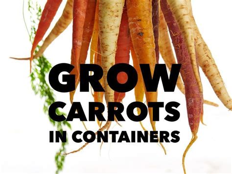 How To Easily Grow Carrots In Containers All Year Round Even In