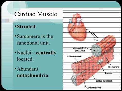 Cardiac muscle tissue exists only in the heart. Cardiac muscle