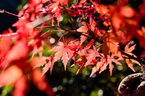 Free Images Landscape Branch Blossom Wood Flower Red Natural