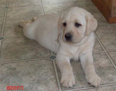 English Blockhead Labrador For Sale Petsidi