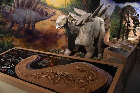 New Dinosaur Exhibit Debuts At The Center For Science Teaching And