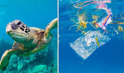 Plastic Bags Ocean Turtle
