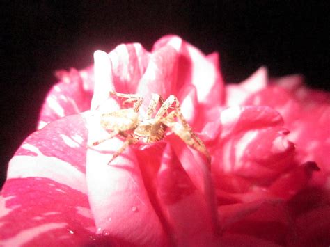 Spotlight On The Spider Photograph By Miss Mclean Pixels