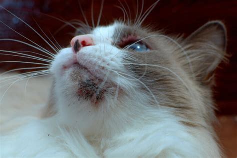 Cat Acne Causes Symptoms And Treatment