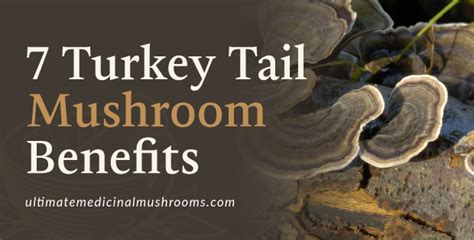 7 turkey tail mushroom benefits umm