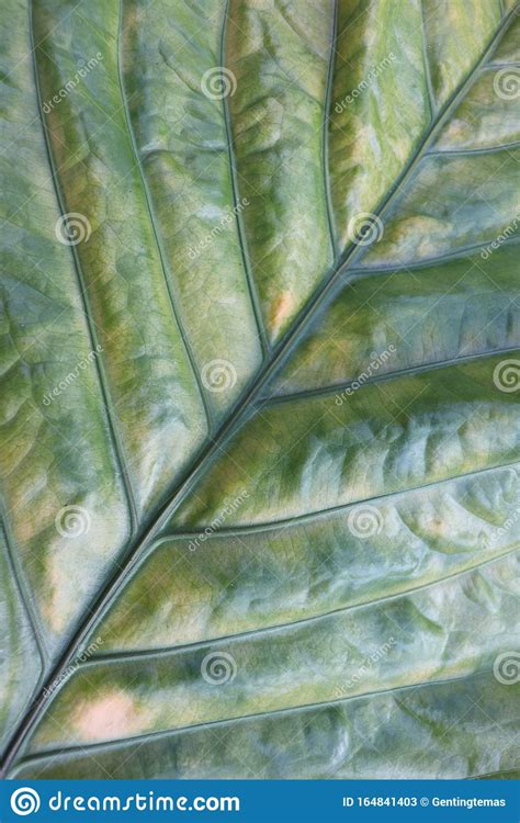 Broad Tropical Plants Leaves Anthurium Leaf Stock Image