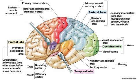 11 Physiology Of Cerebral Cortex Pptx فرح نبيل عباس Muhadharaty