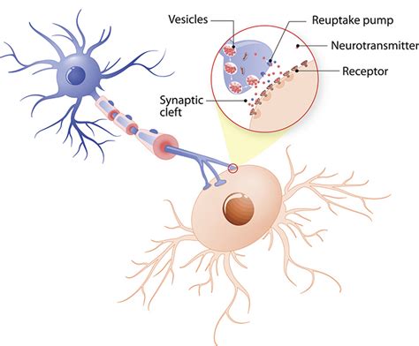 What Are Neurotransmitters Queensland Brain Institute University