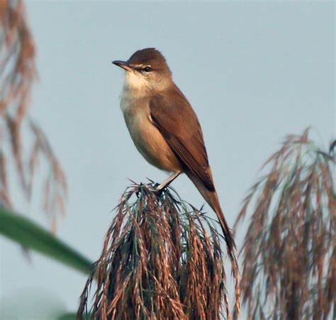 Clamorous Reed Warbler Birds Wiki Fandom