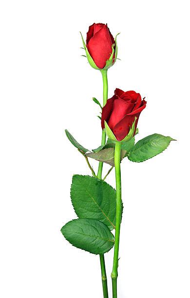 Long Stem Rose Stock Photos Pictures And Royalty Free Images Istock