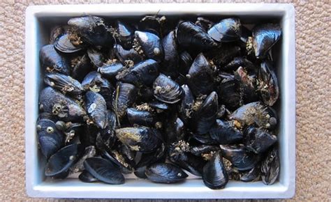 How To Smoke Mussels