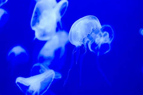Free Images Jellyfish Blue Invertebrate Marine Life Aquarium