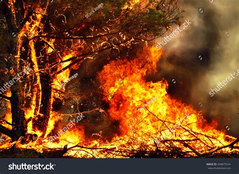 Wind Blowing On Flaming Trees During Stock Photo 204875524 Shutterstock