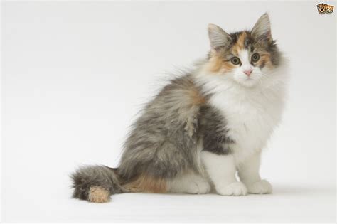 Take a look at our norwegian forest cat breed guide here if you are thinking of bringing one home. Norwegian Forest Cat Cat Breed Information, Buying Advice ...