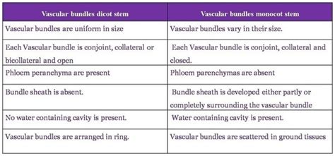 What Are The Differences In The Arrangement Of Vascular
